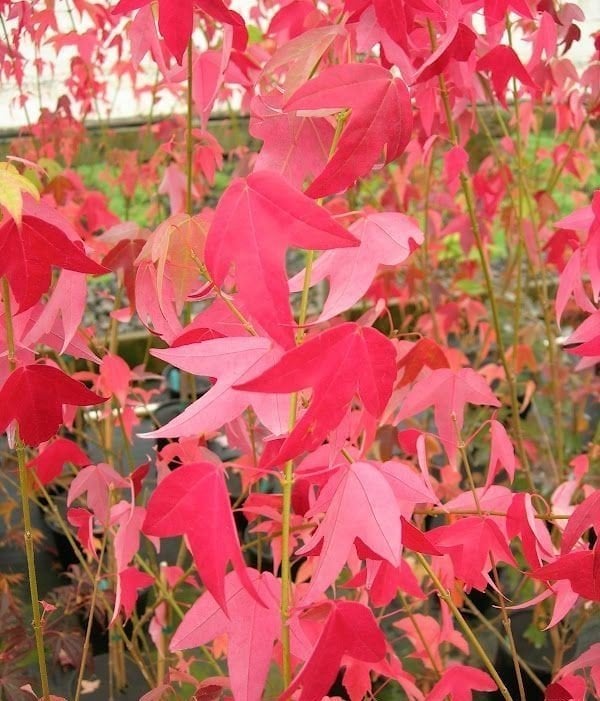 Akçaağaç ( Çin Akçaağacı) Gövde Çevresi 25-35 cm