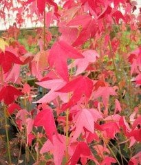 Akçaağaç ( Çin Akçaağacı) Gövde Çevresi 25-35 cm