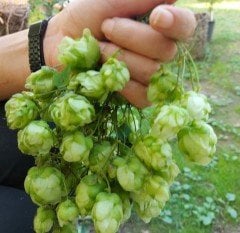 Humulus Lupulus-Şerbetci Otu Fidanı