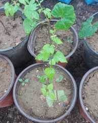 Humulus Lupulus-Şerbetci Otu Fidanı