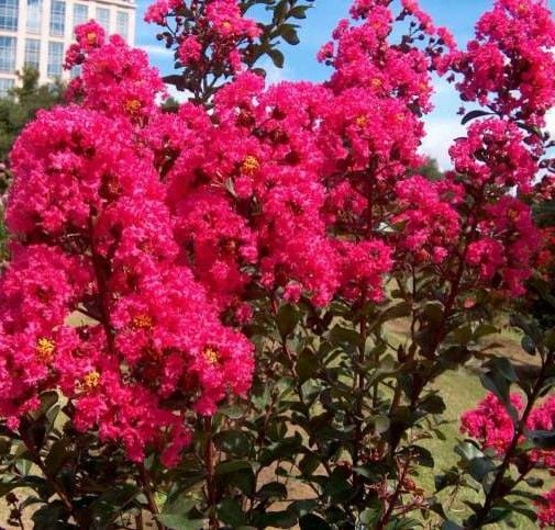 İthal Lagerstroemia indica-Kırmızı Çiçekli Oya Ağacı Fidanı 80-120 cm