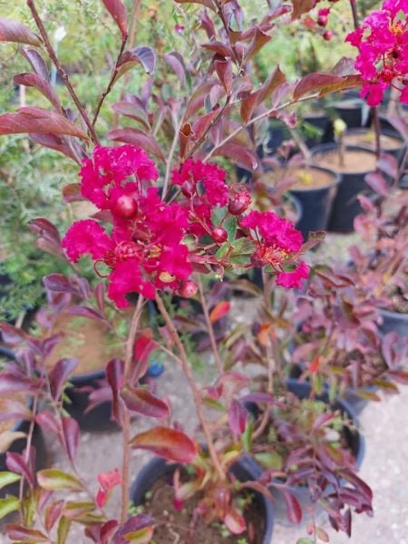 İthal Lagerstroemia indica-Kırmızı Çiçekli Oya Ağacı Fidanı 80-120 cm