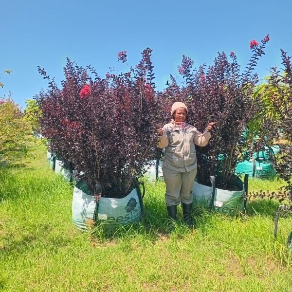 Lagerstroemia indica Oya Ağacı Black Diamond  100-120 cm