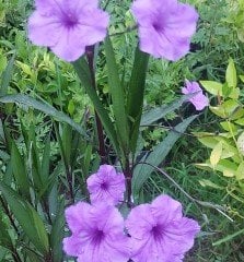Mavi Ruellia Meksika Petunyası -Büyük Çiçekli