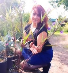 Mavi Ruellia Meksika Petunyası -Büyük Çiçekli