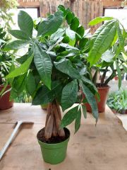 Pachira Aquatica Örgülü Para Çiçeği-80-100 cm Saksıda