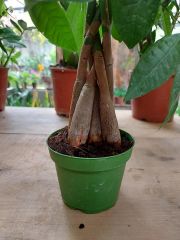 Pachira Aquatica Örgülü Para Çiçeği-80-100 cm Saksıda