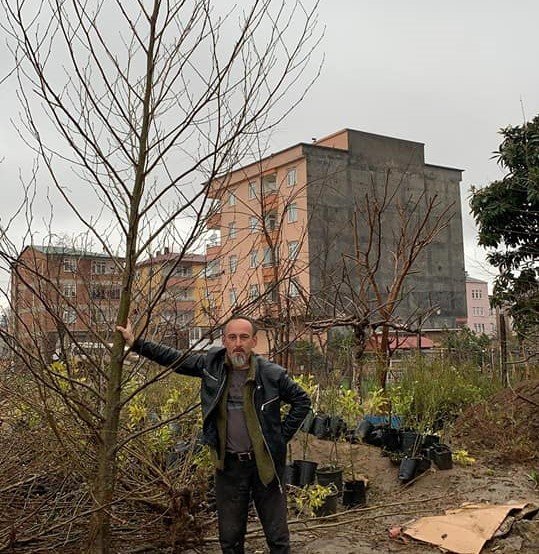 Alnus Cordata-Kızılağaç Fidanı 400-500 cm Boy Gövde Çevresi 32-36 cm-Rootball