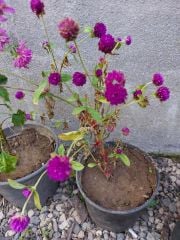 Gomphrena Globosa ( Hanım Düğmesi ) Fidanı