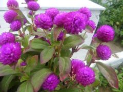 Gomphrena Globosa ( Hanım Düğmesi ) Fidanı