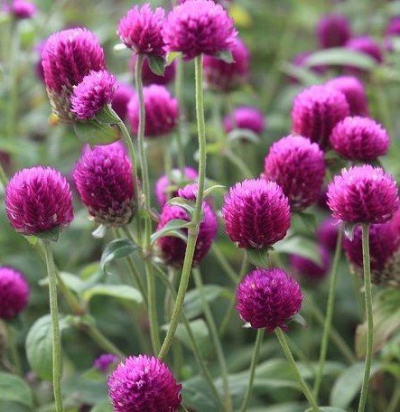 Gomphrena Globosa ( Hanım Düğmesi ) Fidanı