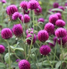 Gomphrena Globosa ( Hanım Düğmesi ) Fidanı