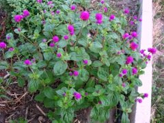 Gomphrena Globosa ( Hanım Düğmesi ) Fidanı