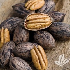 Pikan Cevizi Fidanı 100-120 cm