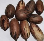 Pikan Cevizi Fidanı Aşılı 70-80 cm