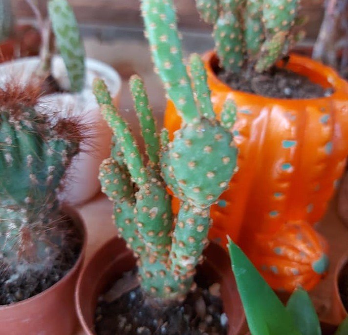 Opuntia Microdasys Rufida Minima