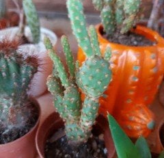 Opuntia Microdasys Rufida Minima