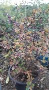 Berberis Darwinii Fidanı 6-8 Yaş 120-150 cm