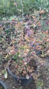 Berberis Darwinii Fidanı 6-8 Yaş 120-150 cm