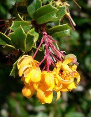 Berberis Darwinii Fidanı 6-8 Yaş 120-150 cm