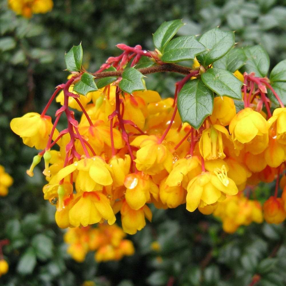 Berberis Darwinii Fidanı 6-8 Yaş 120-150 cm