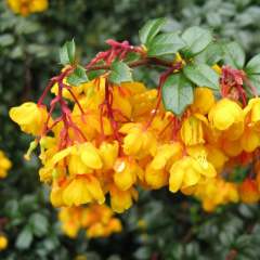Berberis Darwinii Fidanı 6-8 Yaş 120-150 cm