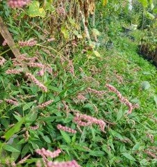 Polygonum persicaria ( Söğütotu-Biber Otu) Fidanı