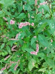 Polygonum persicaria ( Söğütotu-Biber Otu) Fidanı