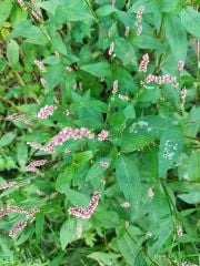 Polygonum persicaria ( Söğütotu-Biber Otu) Fidanı