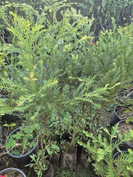 Dev Sekoya Ağacı Fidanı 80-100 cm