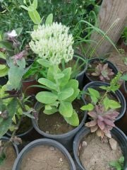 Hylotelephium Spectabile Brilliant Sonbahar Ateşi 20-30 cm-Saksıda