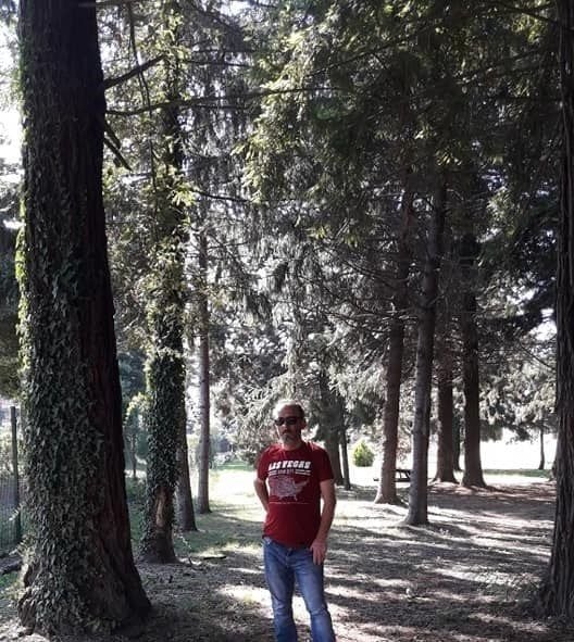 Dev Sekoya Ağacı Fidanı 80-100 cm