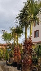 Tüylü Palmiye Chamaerops Excelsa 400 cm