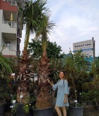 Tüylü Palmiye Chamaerops Excelsa 400 cm