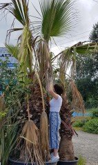 Tüylü Palmiye Chamaerops Excelsa 400 cm