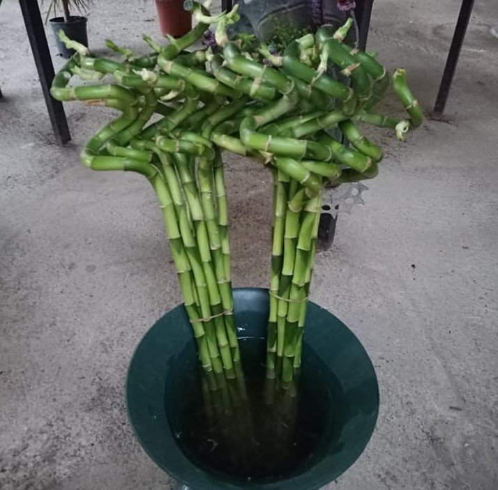 Spiral Bambu- Şanş Bambusu -İthal 70-80 Cm