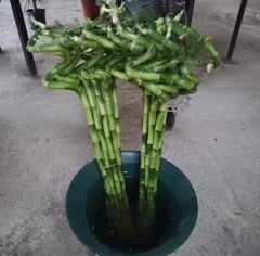 Spiral Bambu- Şanş Bambusu -İthal 70-80 Cm