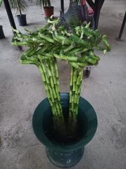 Spiral Bambu- Şanş Bambusu -İthal 70-80 Cm