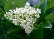 Ligustrum Japonicum Kurtbağrı Fidanı, 80-130 cm