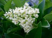 Ligustrum Japonicum Kurtbağrı Fidanı, 80-130 cm