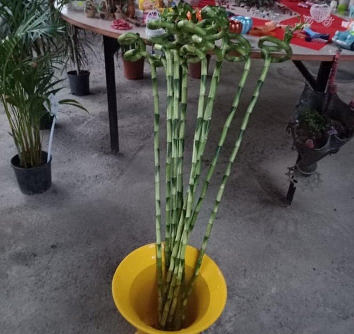 Spiral Bambu- Şanş Bambusu -İthal 100-120 Cm