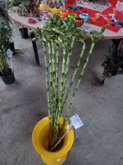 Spiral Bambu- Şanş Bambusu -İthal 100-120 Cm