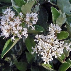 Ligustrum Japonicum Kurtbağrı Fidanı, 80-130 cm