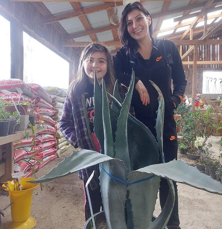 Agave Sarı Sabır Fidanı 120 cm-Gövde Çevresi 70 cm