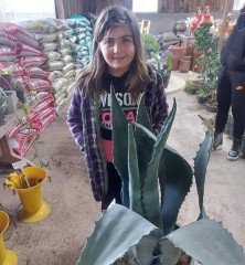 Agave Sarı Sabır Fidanı 120 cm-Gövde Çevresi 70 cm