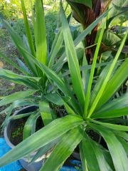 Yucca Gloriosa -Yukka Fidanı 100 cm-Bonsai