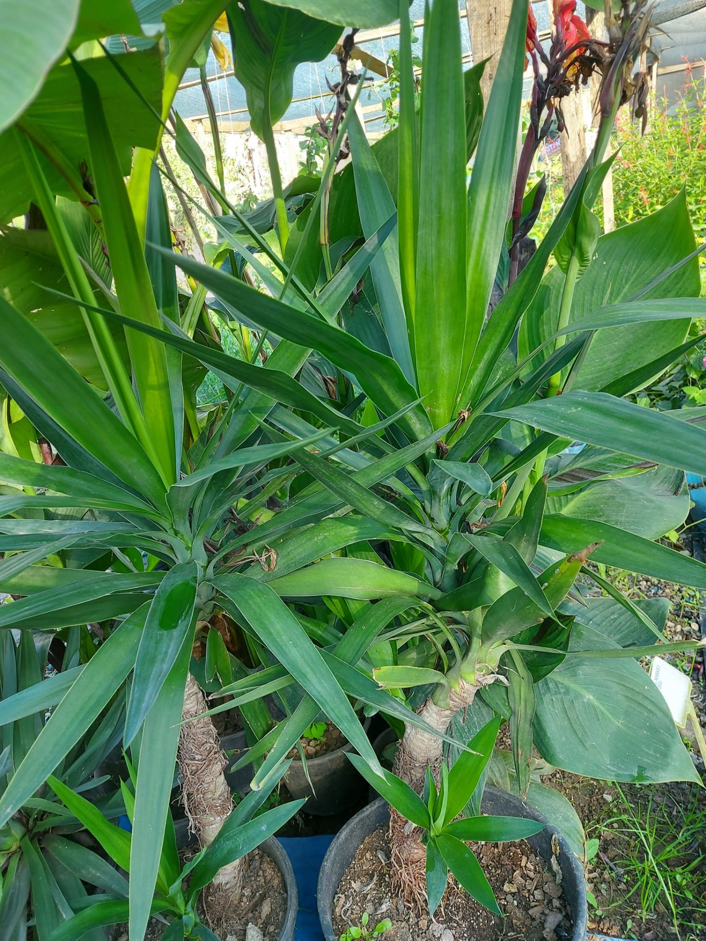 Yucca Gloriosa -Yukka Fidanı 100 cm-Bonsai