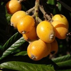 Aşılı Çukurgöbek Malta Eriği ( Yeni Dünya) Fidanı