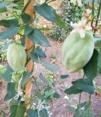 Ağaç Bamyası (Araujia Sericifera) Fidesi 50-80 cm-Meyveli