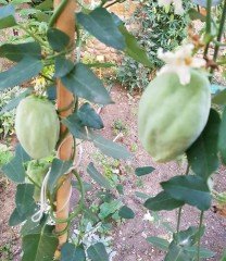 Ağaç Bamyası (Araujia Sericifera) Fidesi 20 cm
